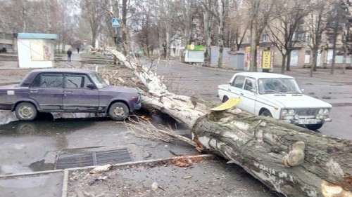 тополь упал на машину в Запорожье