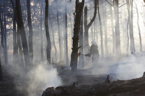 Запорожье: сгоревший лес на Хортице