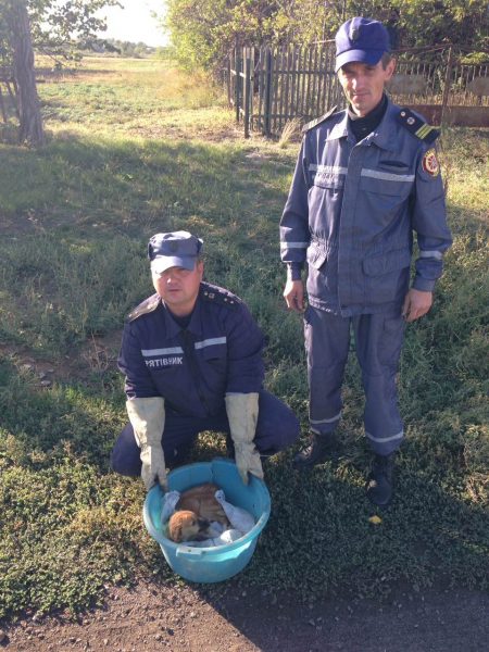 На Запорожье пятеро спасателей вытаскивали щенка из колодца