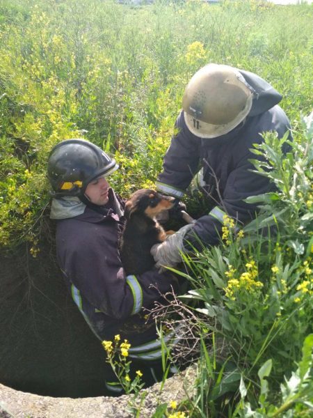 В Бердянске была развернута экстренная операция по спасению двух щенков