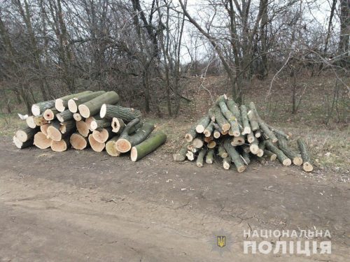 В Мариновке, под Приморском, выявлен подпольный дровосек