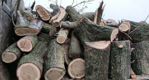 Стали известны цены на дрова - выгодно ли на них переходить?