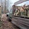 У Запоріжжі перед судом постануть «чорні лісоруби», які завдали екосистемі збитків на понад 4,8 млн гривень