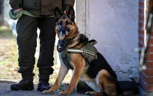 В Запорожье с помощью служебной собаки оперативно поймали злоумышленника, обворовавшего кафе