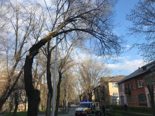 В Запорожье ветер свалил дерево на линию электропередачи