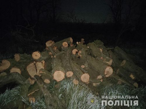 Мелитопольская полиция ловит браконьеров, уничтожающих лес