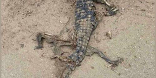 На кирилловском пляже нашли крокодила - наверняка погиб от переохлаждения