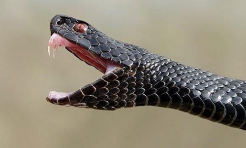 В Энергодаре на малолетнего ребенка напала змея