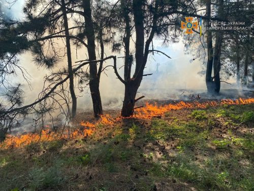 На Хортице в Запорожье сгорел гектар леса и степи