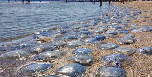Из-за нашествия медуз на курорты Азовского моря, запорожцы хотят отдыхать только на базах с бассейнами