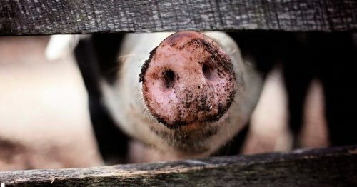 В Молочанске объявлен карантин - африканская чума свиней