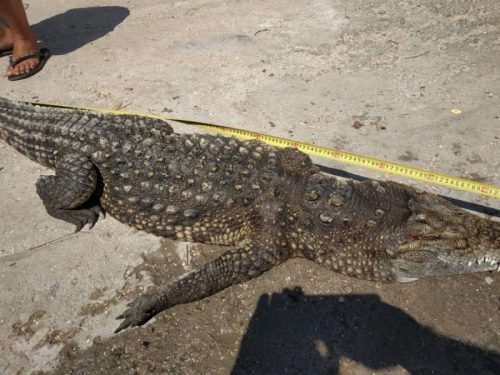 Херсонский крокодил