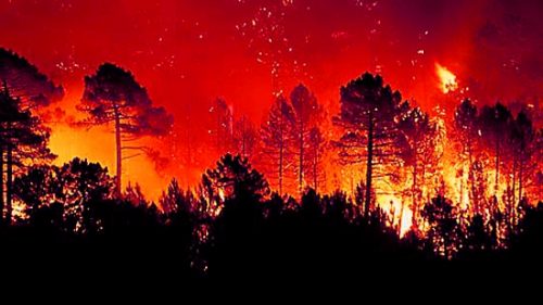 В зоне отчуждения ЧАЭС горит лес на огромной территории