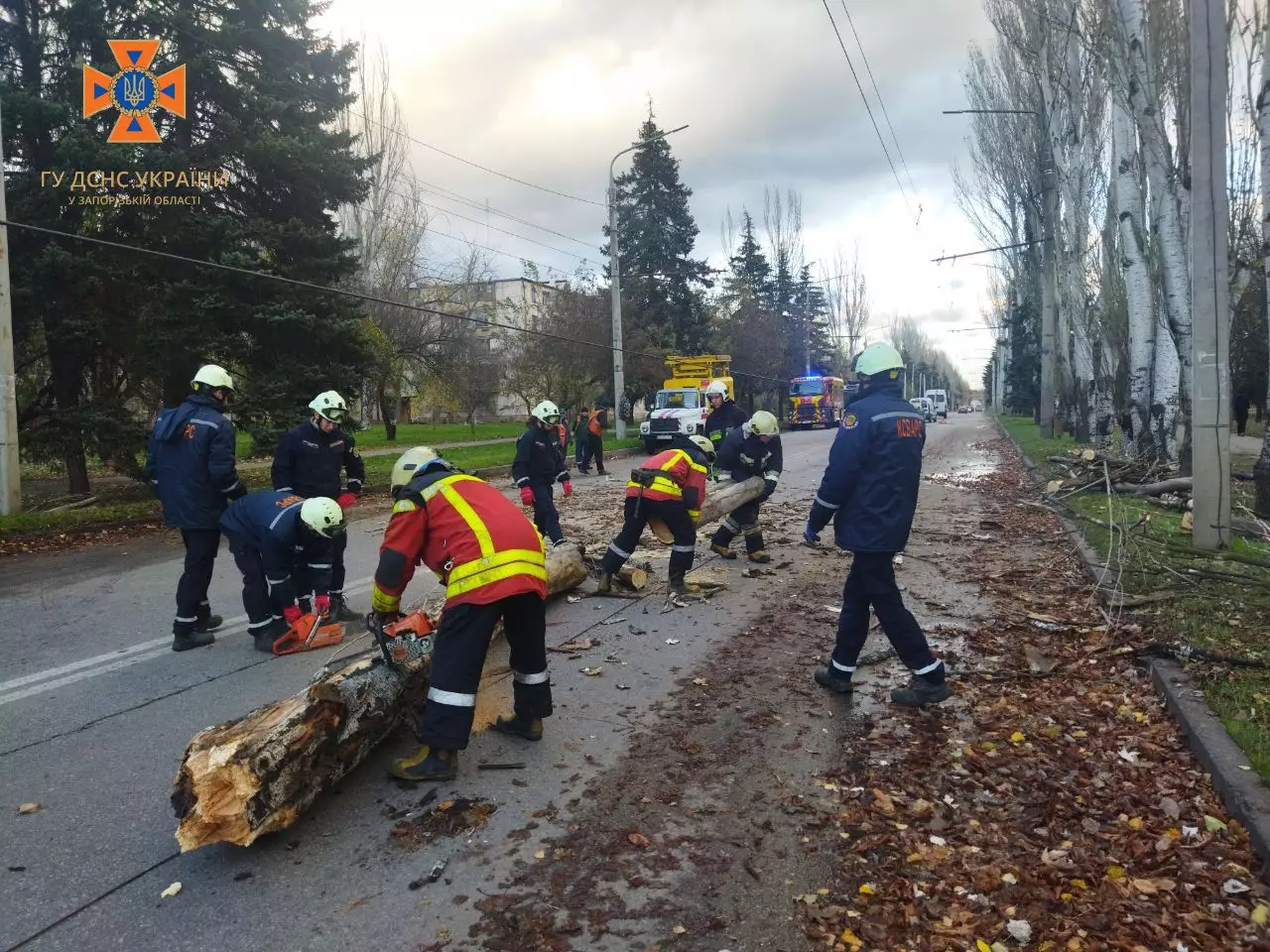 Дерево на Дніпровському шосе в Запоріжжі