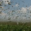 Запоріжжя атакують полчища сарани, що вторглася в місто з півдня – звідки вона могла взятися