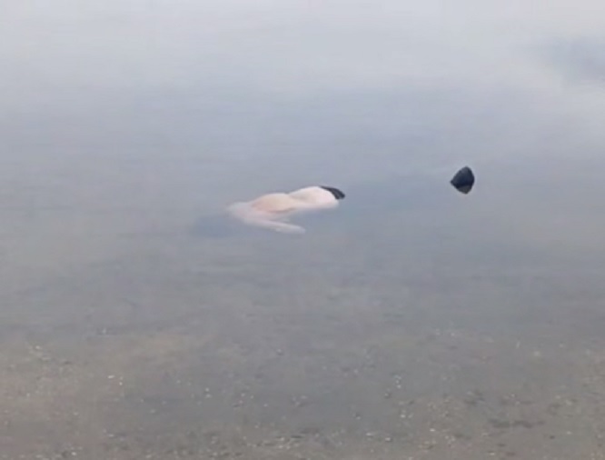 У Запоріжжі потонула жінка