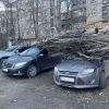 Сильний вітер повалив дерева у Запоріжжі – постраждали приватні автомобілі