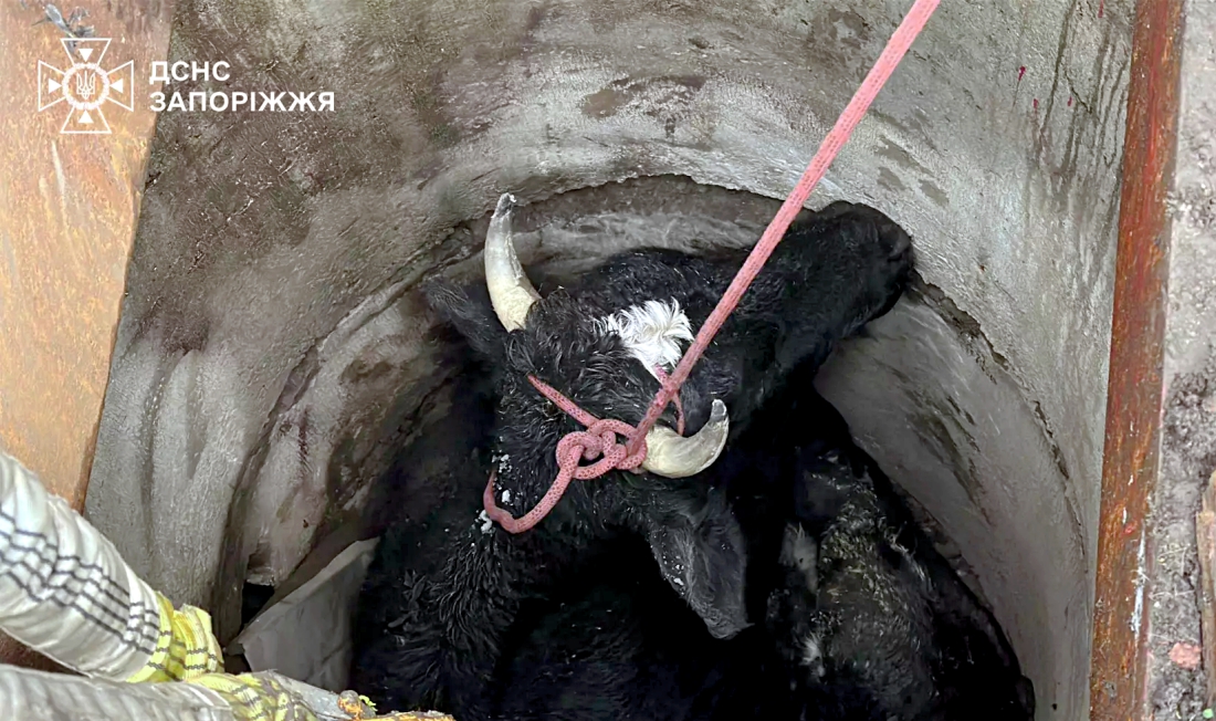 Працівники ДСНС діставали корову з колодязю