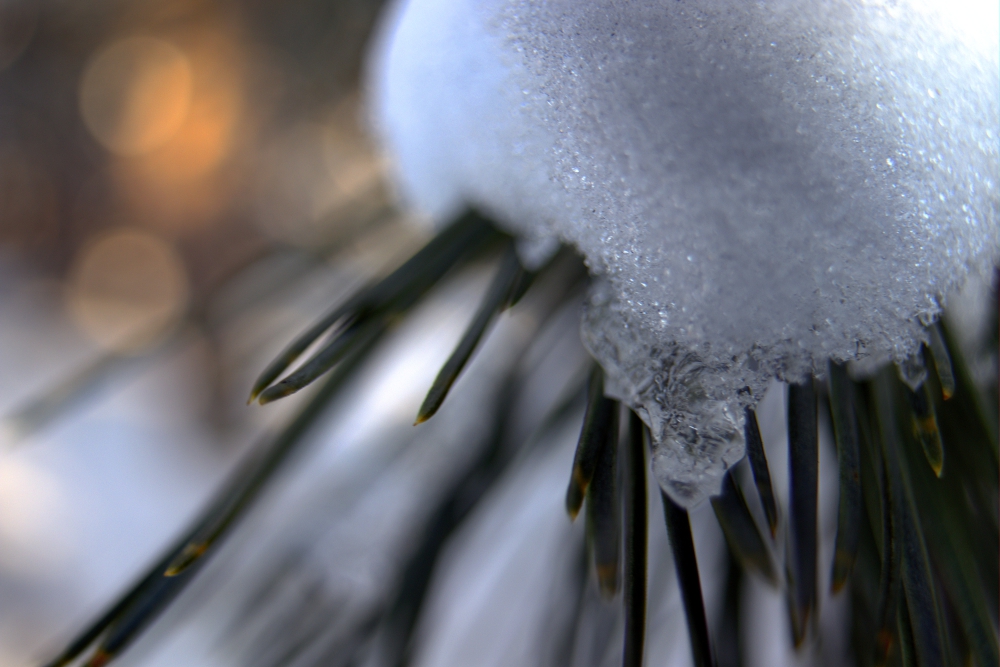 Cніг на хвої