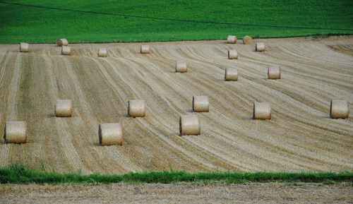 поле зерновые